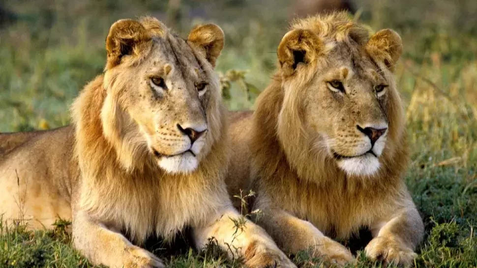 Picture of two real lions