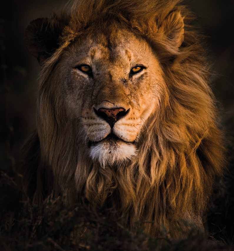 Picture of a real Lion